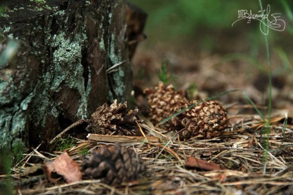 Фотовиставка Тетяни Должко